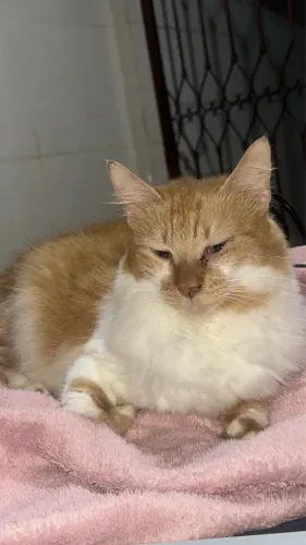 Doação de gatinhas adultas.