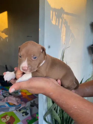Filhote de pitbull 