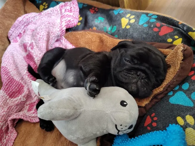 Pug macho