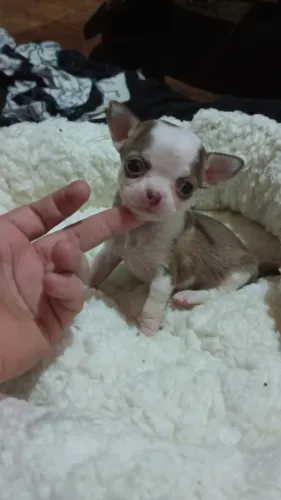 Chihuahua fêmea cor Husky de chocolate pelo curto á venda