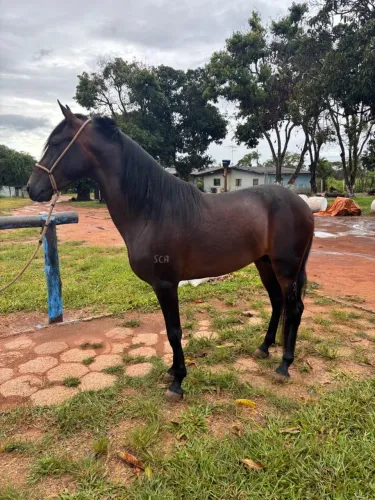 Cavalo Mangalarga Marchador 
