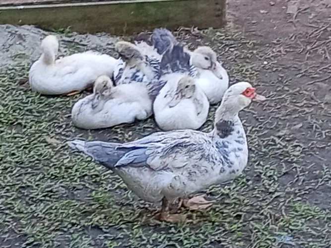 Vendo 04 patos machos e 06 fêmeas adultos. adultos