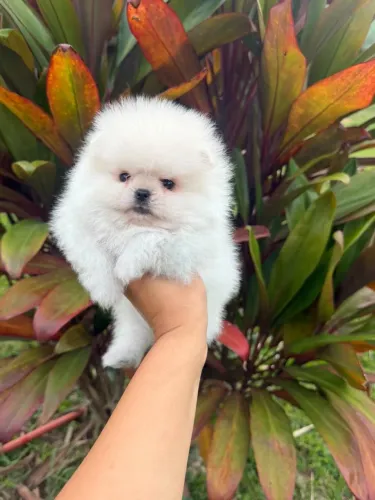 NUVENZINHAS DE PELO LULU DA POMERÂNIA!!!