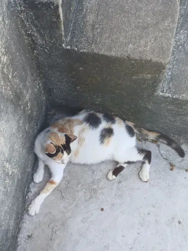 Me ajude a pagar a castração dessa gata.