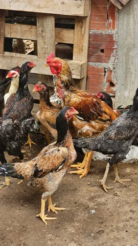 Vendo um lote de 20 galinhas índias caipiras