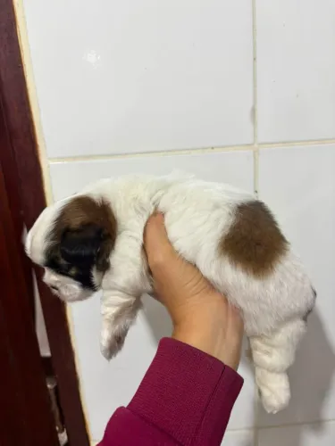 cachorro shih tzu
