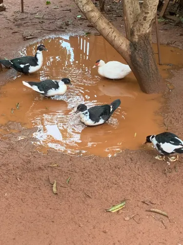 Patos