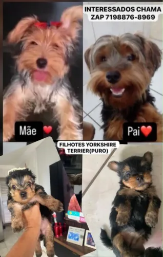 Vendo lindos filhotes Yorkshire Terrier PURO 1.200,00