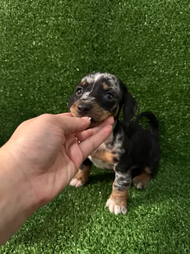 Dachshund Kaninchen - Salsicha Mini Raro