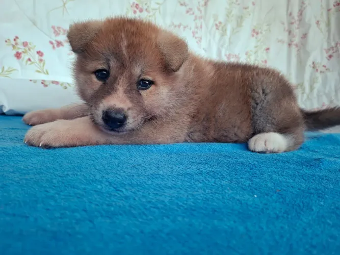 Akita Inu ótima linhagem filhote