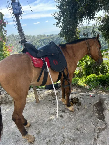 Cavalo capão pra negociar