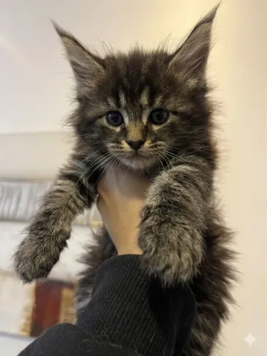 Maine coon 