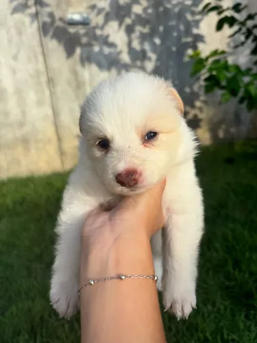 Filhote de Border Collie puro