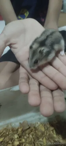 Hamister anão russo