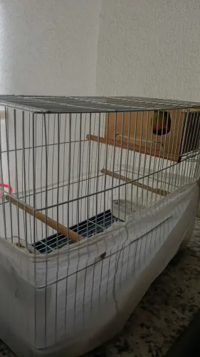 Vendo gaiola completona entendedor entenderão para casal agapones 