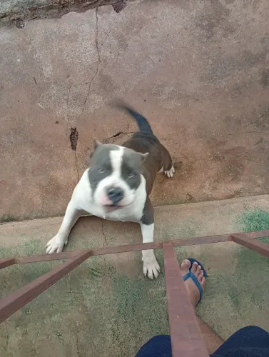 Cachorro macho disponível para colocar pra cruzar