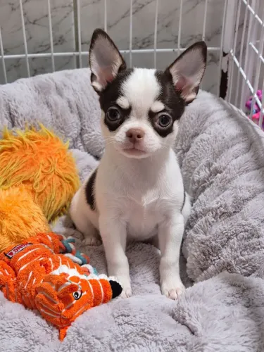 Chihuahua Pelo Curto Macho