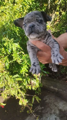 Buldogue