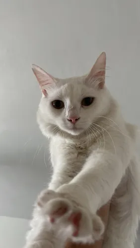 Gato Macho para adoção responsável