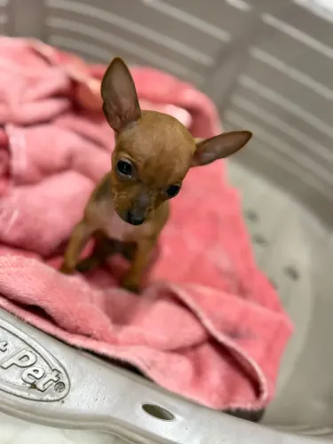 Pinscher