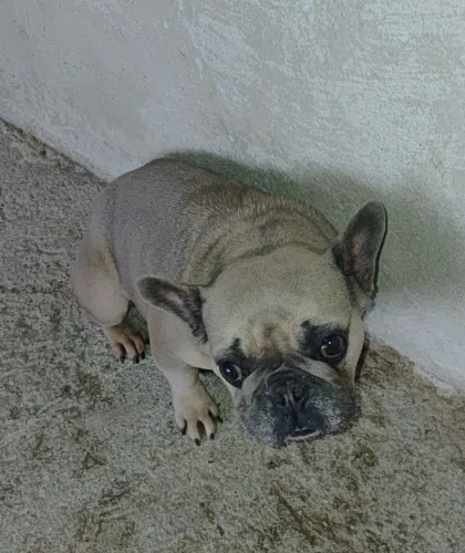 Buldog Francês Fêmea Castrada