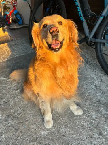 Golden à procura de uma namorada! 
