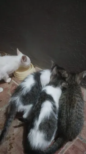 Doação gatinhos 