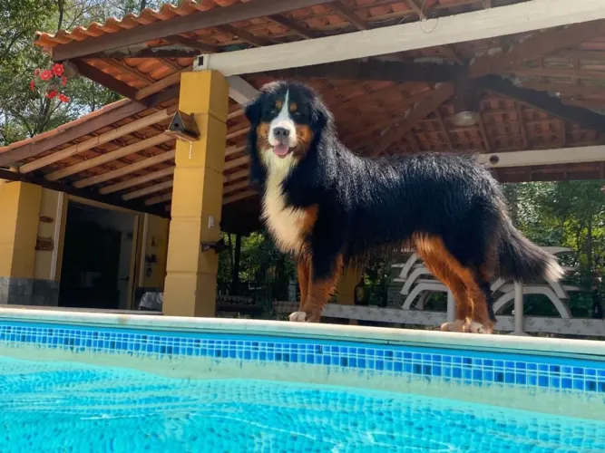 O mais lindo do mundo !