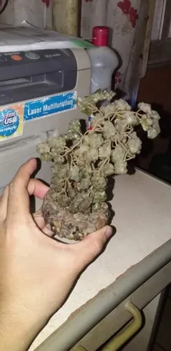 Antigo bonsai artesanal