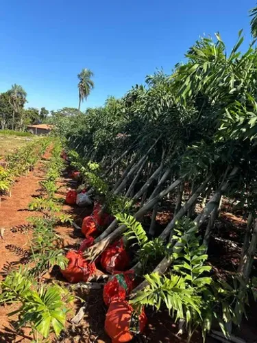palmeira rabo de raposa 2,5 mt Beleza Tropical para Seu Jardim!