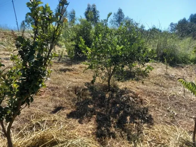 Sitio 2500 m², plano, agua, área de jogos, poço de peixes, arvores frutíferas.