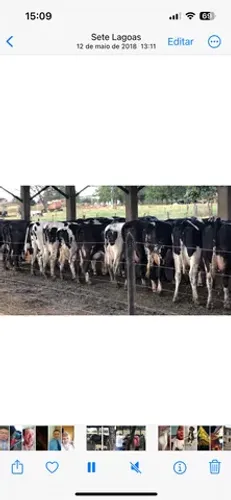Vacas girolando leiteiras