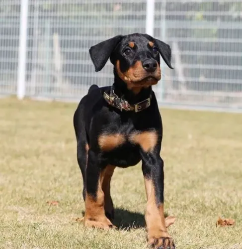 Filhotes de Doberman à venda! ?
