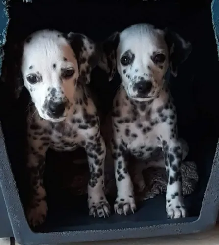 Dálmata lindos disponíveis