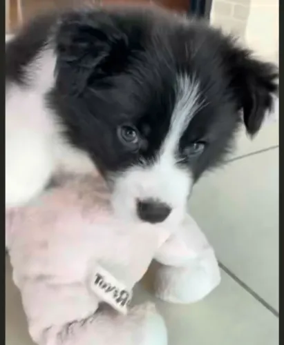 Border collie arisco