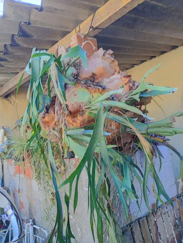 Planta Exótica - Chifre de Veado