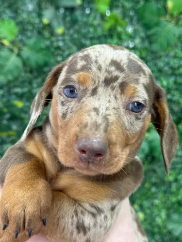 Dachshund arlequim chocolate com olhos azuis 