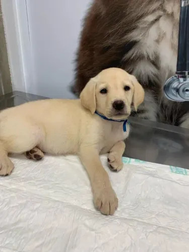 Labrador Linhagens campeã, e pais importados 