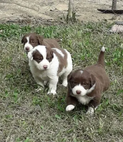 Filhote Border Collie, Seu Novo Melhor Amigo Espera Por Você!