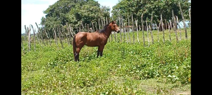 CAVALO QUARTO DE MILHA PURO SANGUE