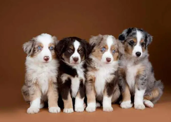 Border Collie fêmeas e machinhos a pronta entrega 