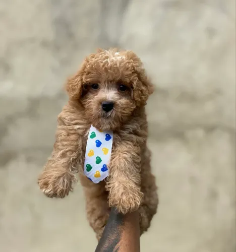 POODLE TOY MACHO