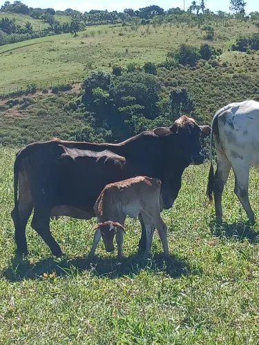 Mini vaca e mini boi