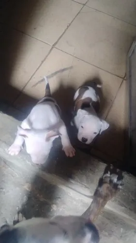 Estou vendendo dóis filhotes de Pit Bull puro quem tiver interesse chama no PV 