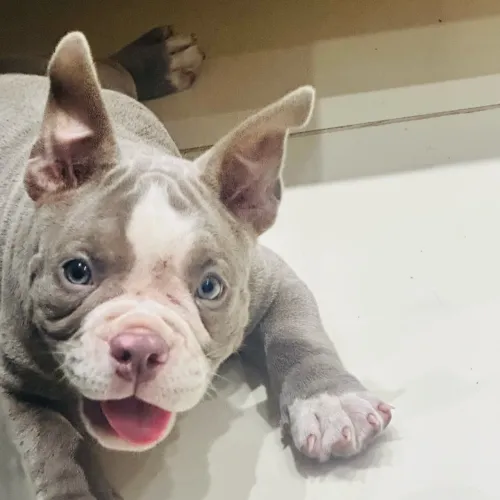 American Bully MICRO