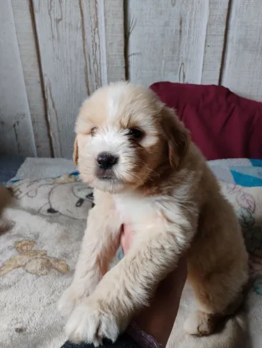 Cachorro macho mestiço de labrador retirar no Umbará Curitiba *