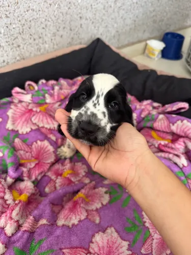 Vende-se filhotes Cocker Spaniel Inglês 