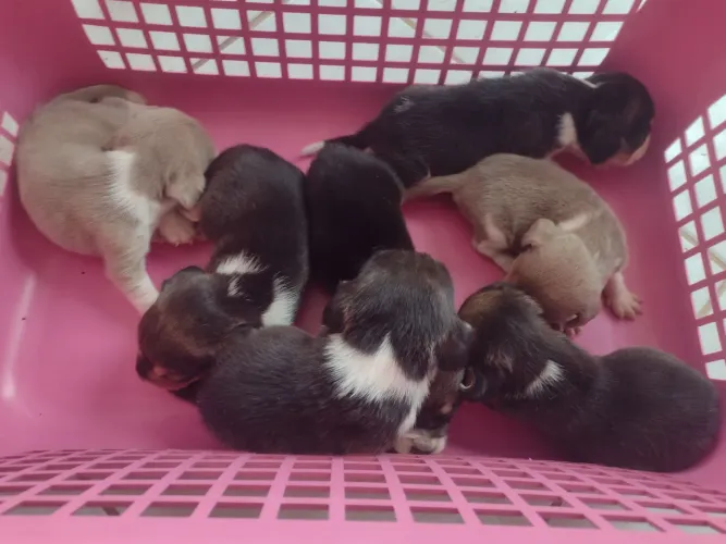 Beagle c pedigree