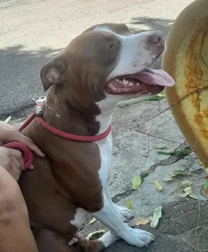 Filhotes de Pitbull de raça 350 reais