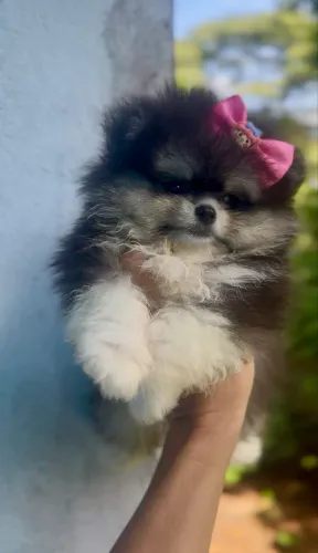 Luluzinha ursa zero focinho